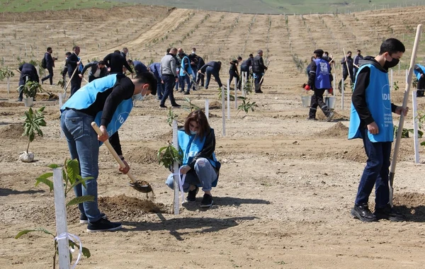 “Yaşıl Marafon” layihəsi çərçivəsində Bakıda ağacəkmə aksiyaları keçirilib - FOTO
