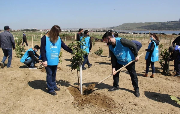 “Yaşıl Marafon” layihəsi çərçivəsində Bakıda ağacəkmə aksiyaları keçirilib - FOTO