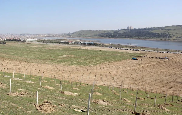 “Yaşıl Marafon” layihəsi çərçivəsində Bakıda ağacəkmə aksiyaları keçirilib - FOTO