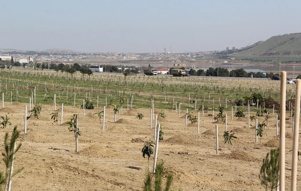 “Yaşıl Marafon” layihəsi çərçivəsində Bakıda ağacəkmə aksiyaları keçirilib - FOTO