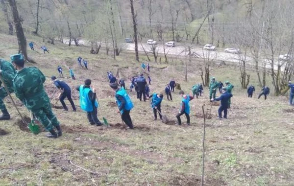 Продолжается акция по высадке деревьев в рамках акции “Зеленый марафон” - ФОТО