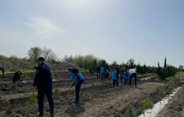 В рамках "Зеленого марафона" продолжаются акции по высадке деревьев - ФОТО