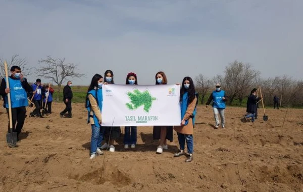 В рамках "Зеленого марафона" продолжаются акции по высадке деревьев - ФОТО