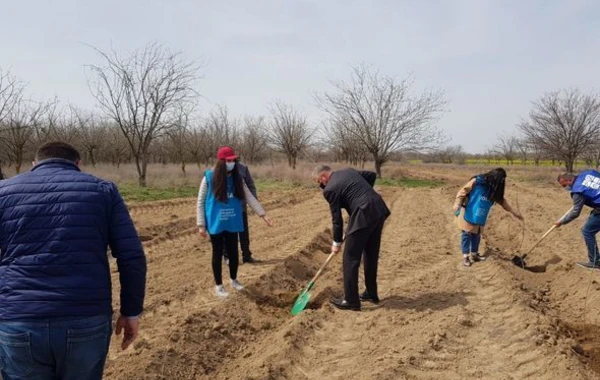 В рамках "Зеленого марафона" продолжаются акции по высадке деревьев - ФОТО