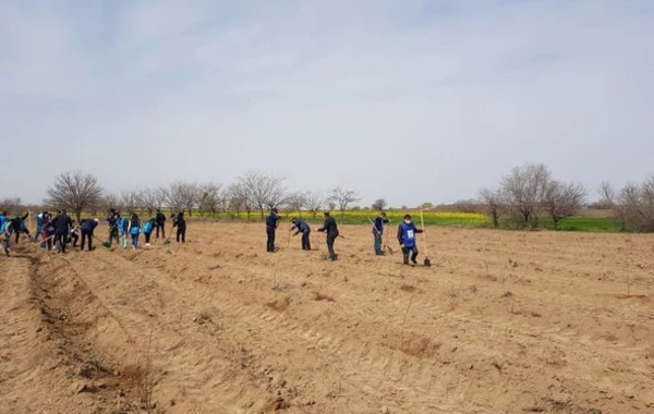 В рамках "Зеленого марафона" продолжаются акции по высадке деревьев - ФОТО
