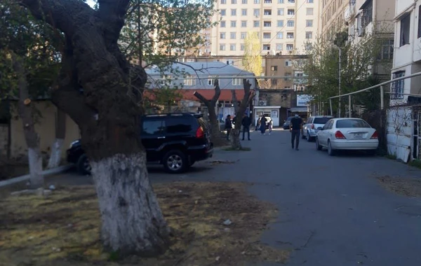 Bakıda iki qurum arasında ağaclara görə qarşıdurma - RƏSMİ AÇIQLAMA