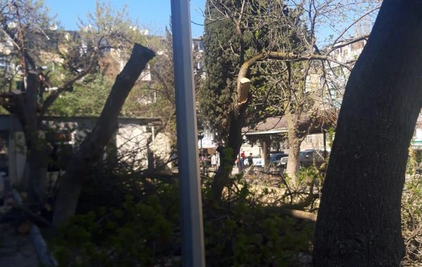 Bakıda iki qurum arasında ağaclara görə qarşıdurma - RƏSMİ AÇIQLAMA
