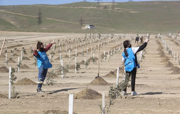 Bakıda “Yaşıl Marafon” layihəsi çərçivəsində ağacəkmə aksiyası keçirilib - FOTO