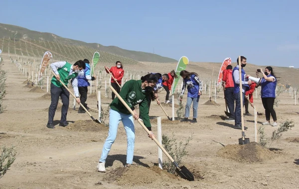 Bakıda “Yaşıl Marafon” layihəsi çərçivəsində ağacəkmə aksiyası keçirilib - FOTO