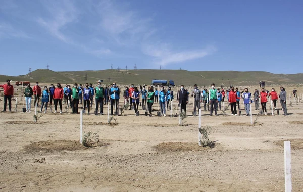 Bakıda “Yaşıl Marafon” layihəsi çərçivəsində ağacəkmə aksiyası keçirilib - FOTO