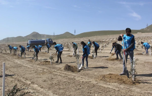Bakıda “Yaşıl Marafon” layihəsi çərçivəsində ağacəkmə aksiyası keçirilib - FOTO