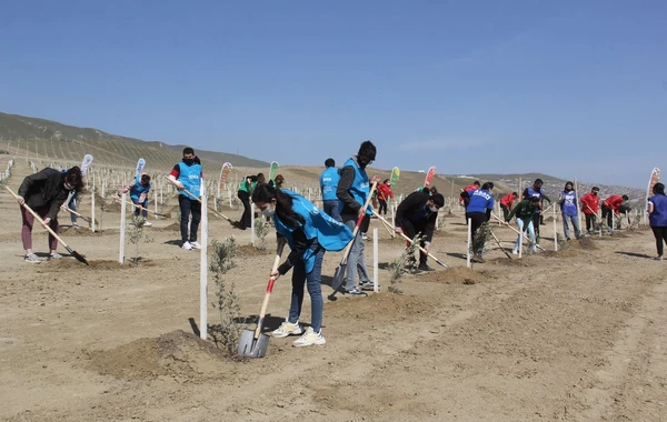 Bakıda “Yaşıl Marafon” layihəsi çərçivəsində ağacəkmə aksiyası keçirilib - FOTO