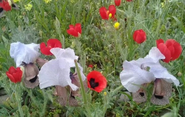 Azərbaycanın milli parklarından yaz görüntüləri - FOTO
