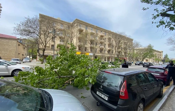 Сильный ветер повалил деревья в центре Баку, поврежден автомобиль - ФОТО