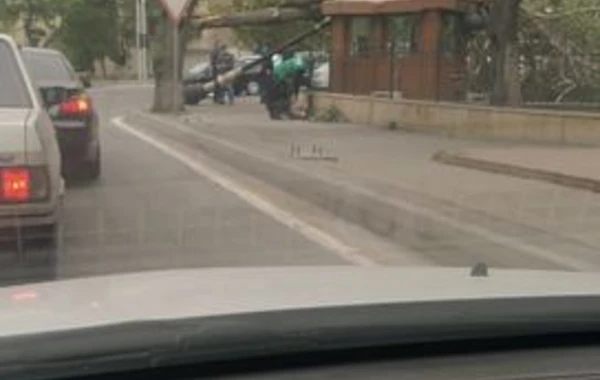 В Баку сильный ветер повалил дерево на фонарный столб - ФОТО