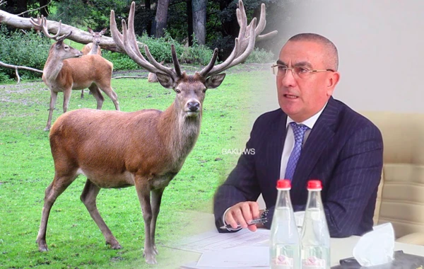 Alimpaşa Məmmədov maral ətini kimlərə satırmış?