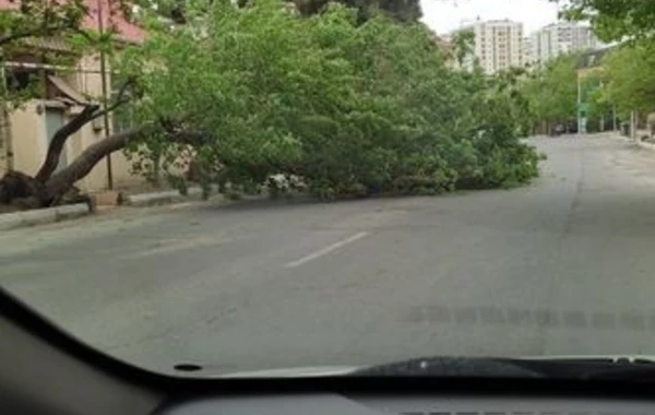 В Баку сильный ветер повалил дерево на машину - ФОТО