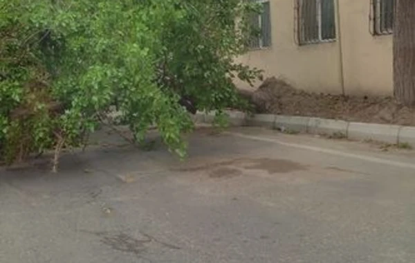В Баку сильный ветер повалил дерево на машину - ФОТО