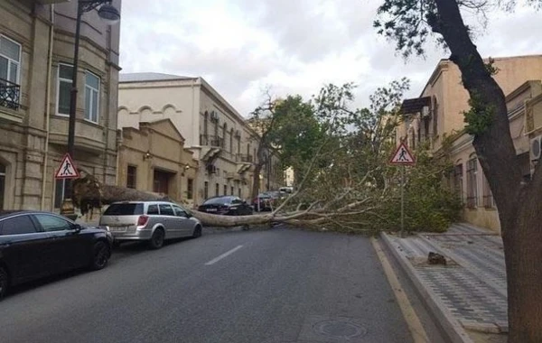 В Баку сильный ветер повалил дерево на машину - ФОТО