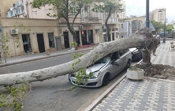 В Баку сильный ветер повалил дерево на машину - ФОТО