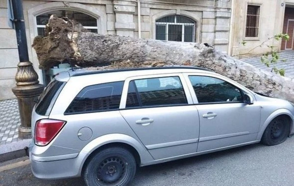 В Баку сильный ветер повалил дерево на машину - ФОТО