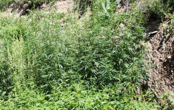 Azərbaycanda 1,3 ton narkotik tərkibli kollar məhv edilib - FOTO