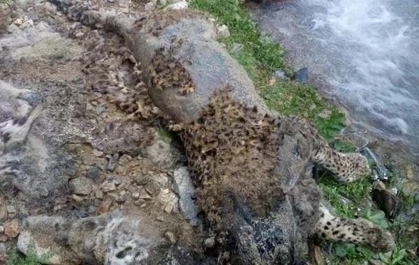 Naxçıvan dağlarında bəbir cəsədi aşkarlandı - FOTO