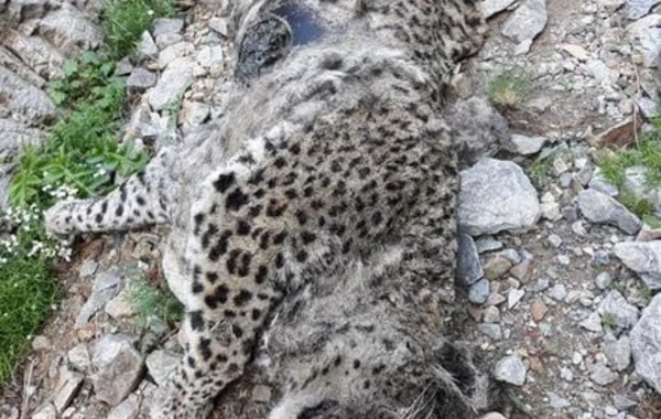 Naxçıvan dağlarında bəbir cəsədi aşkarlandı - FOTO