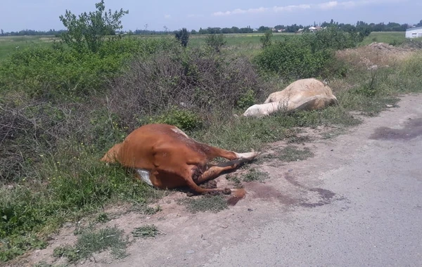 Tovuzda avtomobil heyvan sürüsü ilə toqquşdu - FOTO