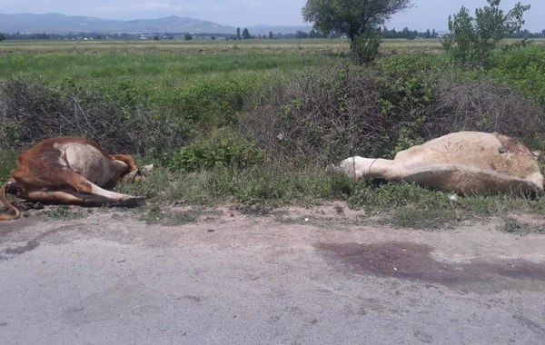 Tovuzda avtomobil heyvan sürüsü ilə toqquşdu - FOTO