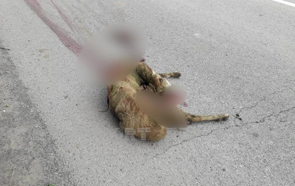 Avtomobillər qoyun sürüsünə girib, heyvanlar tələf olub - FOTO