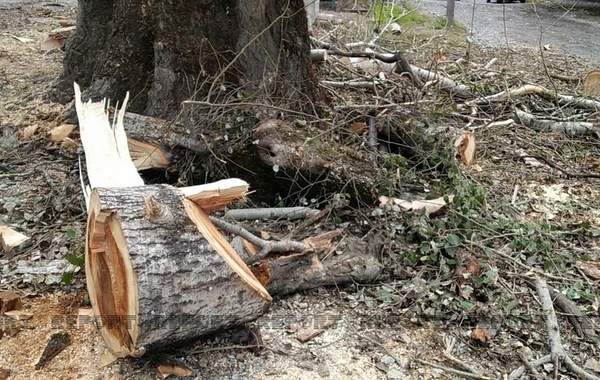 Yaşı 100-dən çox olan ağac kəsildi, icra nümayəndəsi cəzalandırıldı - FOTO