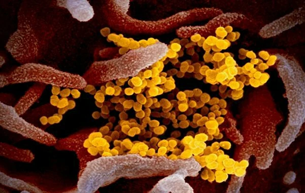 Экономист объяснила, для каких стран опасен штамм дельта