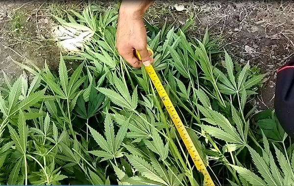 Azərbaycanda elektron qolbaq daşıyan şəxs narkotiklə tutuldu - FOTO