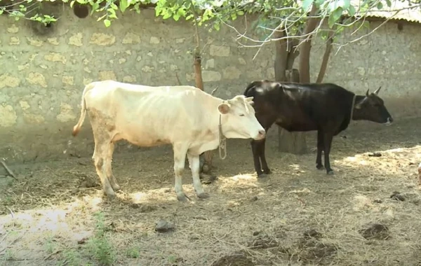 Azərbaycanda mal-qara arasında ölümcül xəstəlik yayılıb