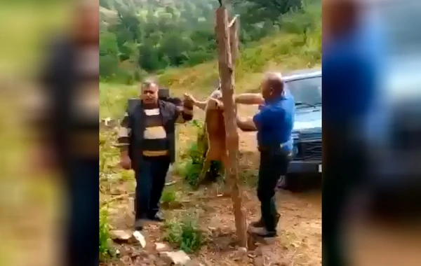 Laçında iki nəfər cüyür ovlayıb, kef məclisi təşkil etdi - VİDEO