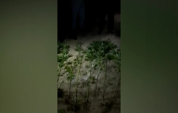 Polisdən 3 rayonda narkotacirlərə qarşı xüsusi əməliyyat - VİDEO
