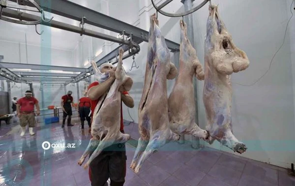 Qurbanlıq heyvanların kəsimi və satışı məntəqəsindən FOTOREPORTAJ