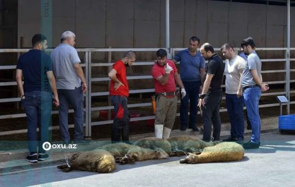Qurbanlıq heyvanların kəsimi və satışı məntəqəsindən FOTOREPORTAJ