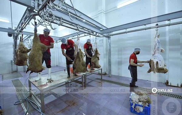 Qurbanlıq heyvanların kəsimi və satışı məntəqəsindən FOTOREPORTAJ