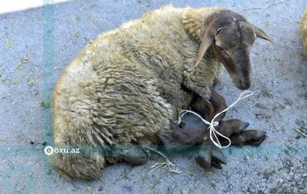Qurbanlıq heyvanların kəsimi və satışı məntəqəsindən FOTOREPORTAJ