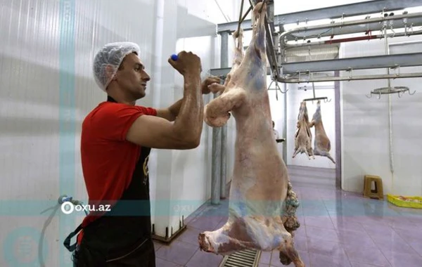 Qurbanlıq heyvanların kəsimi və satışı məntəqəsindən FOTOREPORTAJ