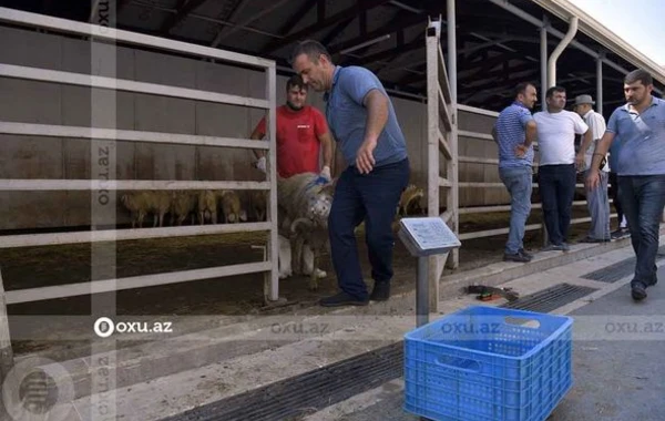 Qurbanlıq heyvanların kəsimi və satışı məntəqəsindən FOTOREPORTAJ