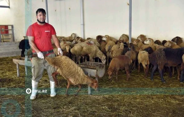 Qurbanlıq heyvanların kəsimi və satışı məntəqəsindən FOTOREPORTAJ