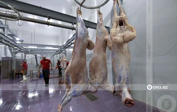 Qurbanlıq heyvanların kəsimi və satışı məntəqəsindən FOTOREPORTAJ