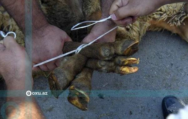 Qurbanlıq heyvanların kəsimi və satışı məntəqəsindən FOTOREPORTAJ