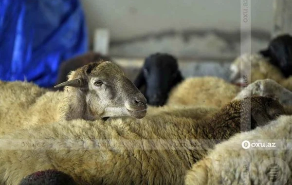 Qurbanlıq heyvanların kəsimi və satışı məntəqəsindən FOTOREPORTAJ