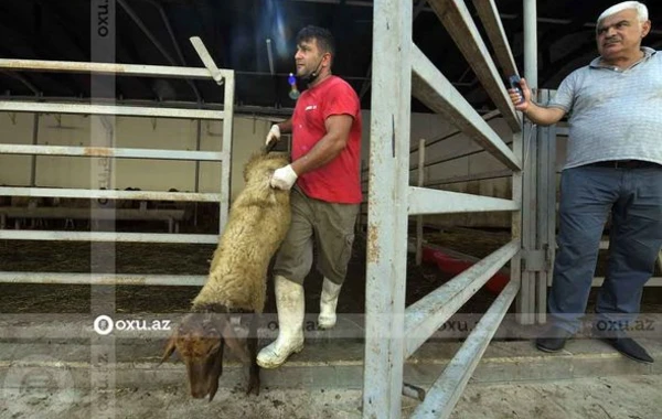Qurbanlıq heyvanların kəsimi və satışı məntəqəsindən FOTOREPORTAJ