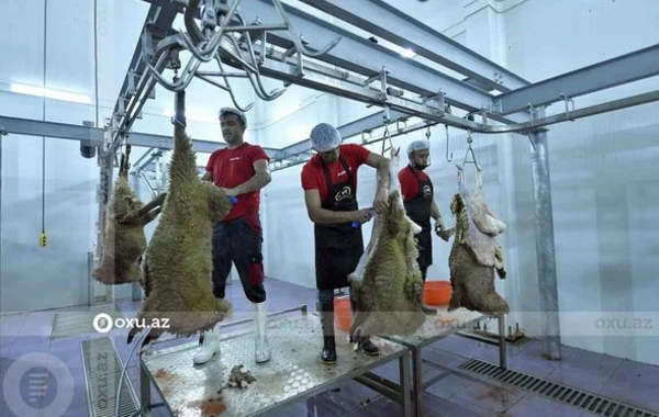 Qurbanlıq heyvanların kəsimi və satışı məntəqəsindən FOTOREPORTAJ