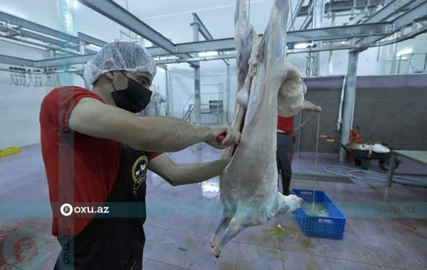 Qurbanlıq heyvanların kəsimi və satışı məntəqəsindən FOTOREPORTAJ